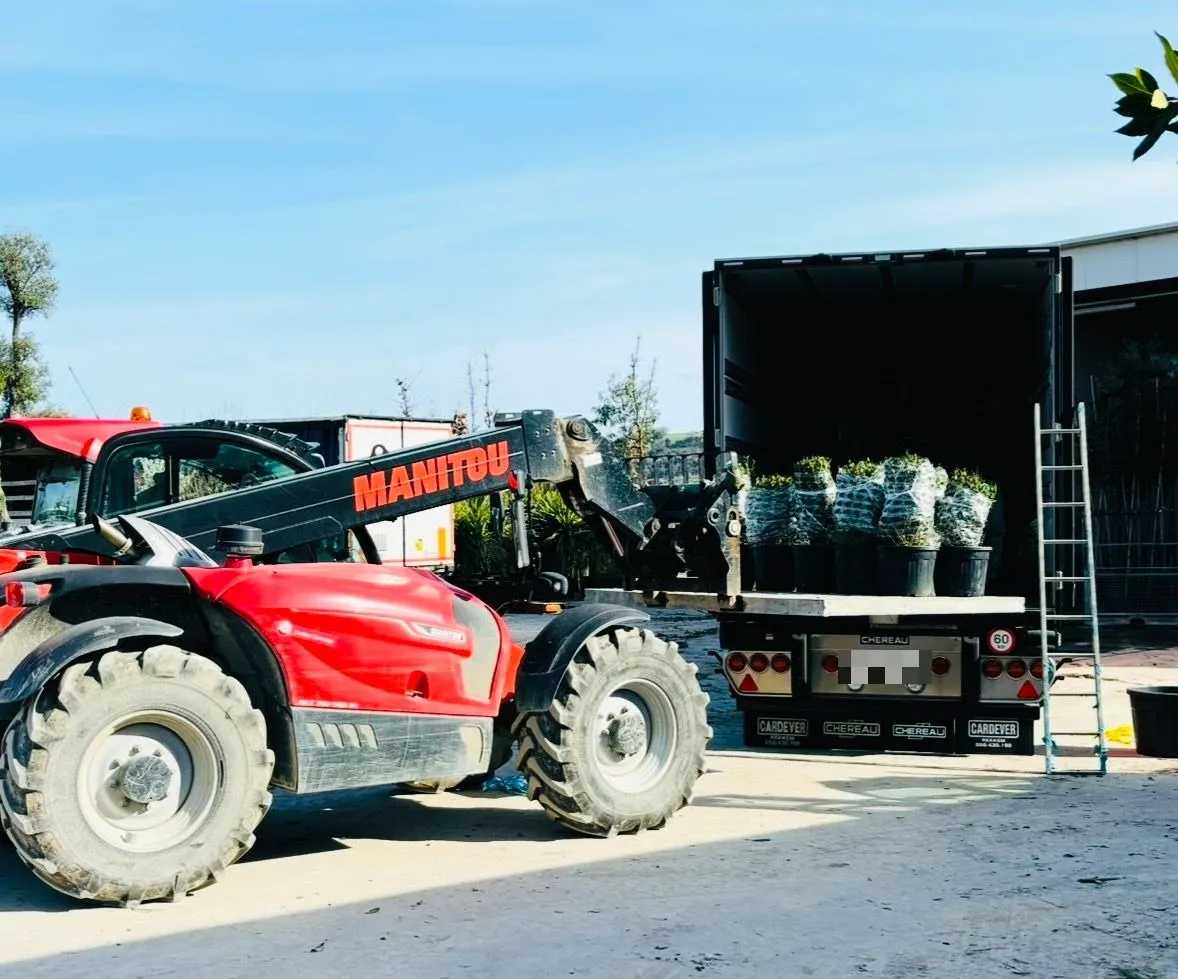 Een telehandler tilt genette boompjes in een open Malatra-trailer